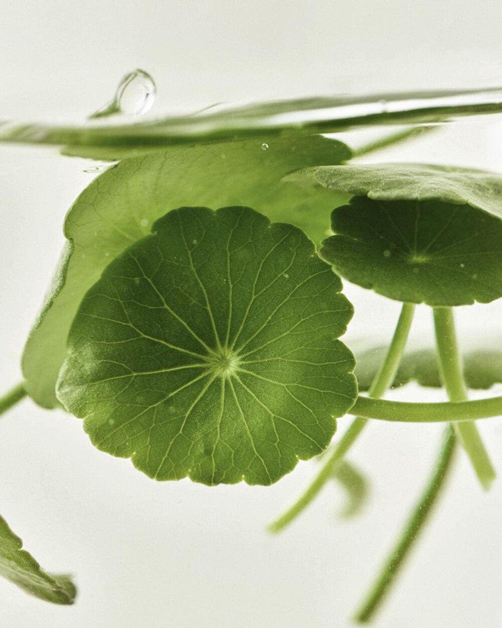 Masque Apaisant Centella Asiatica Beauty Of Joseon — packaging