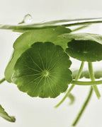 Masque Apaisant Centella Asiatica Beauty Of Joseon — packaging