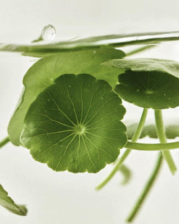 Masque Apaisant Centella Asiatica Beauty Of Joseon — packaging